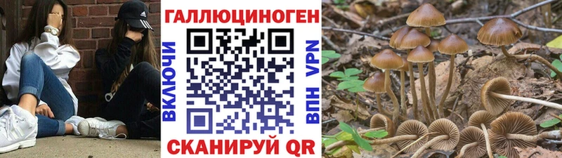 где найти наркотики  Называевск  Галлюциногенные грибы Psilocybe 